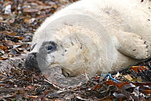 Healthy Grey Seal Pup