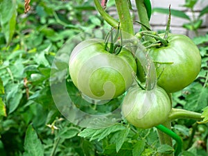 Healthy Growing Garden Natural Summer Produce with Green Tomatoes