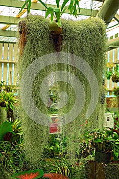 Healthy Hanging Spanish Moss In A Greenhouse