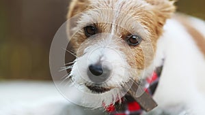 Healthy happy funny dog chewing, eating snack treat