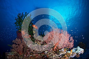 Healthy hard coral and fish on the reef