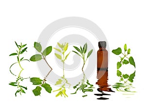 Healthy Herb Leaf Selection