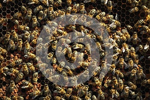 Healthy honey bees on a frame, capped larvae cells