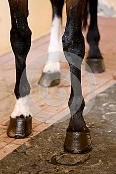 Healthy horse feet of a show jumper horse