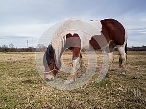 One horse is grazing grass on a pasture during a cloudy day
