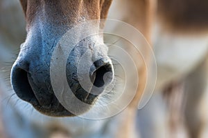 Healthy horse nose