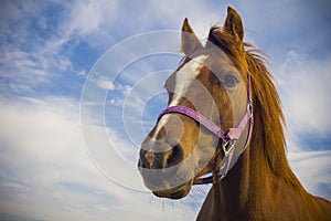 Healthy horse portrait photo