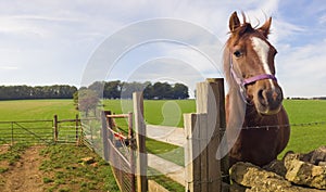 Healthy horse portrait photo