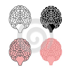 Healthy human brain front view vector illustration