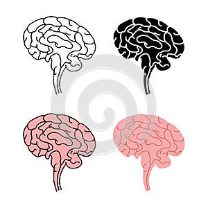 Healthy human brain side view
