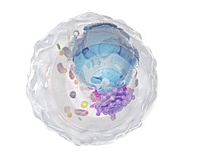 A healthy human cell