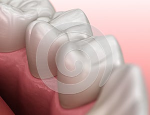 Healthy human gum and teeth anatomy. Medically accurate tooth 3D illustration