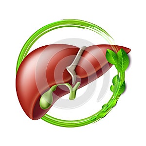 Healthy human liver in green protective circle with leaves. Health care and healthy food concept.