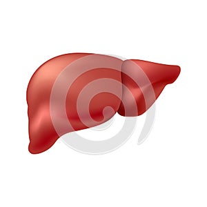 A healthy human liver isolated on white background