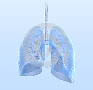 Healthy human lungs with bronchia and trachea, medically 3D illustration photo