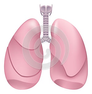 Healthy human lungs. Respiratory system. Lung, larynx and trachea of healthy person