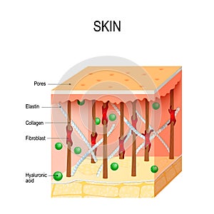 healthy human skin with collagen and elastin fibers, fibroblasts and Hyaluronic acid. photo