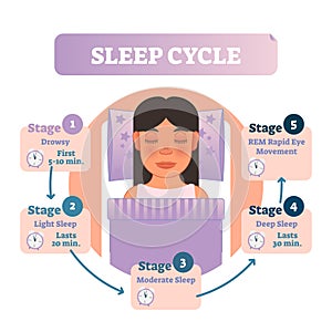 Healthy human sleep cycle vector illustration diagram with female in bed and sleep stages. Educational infographic scheme.