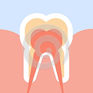 Healthy human tooth in cut nerves endings structure anatomy infographic dental care concept flat