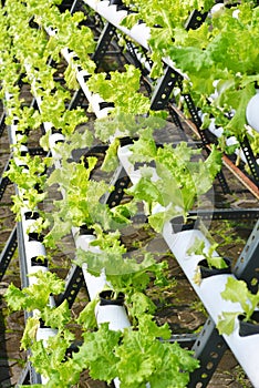 Healthy hydroponic lettuce