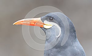 Healthy Inca Tern - These birds are native to Peru and Chili