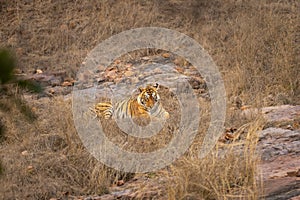 healthy indian wild female tiger or tigress or panthera tigris arrowhead T84 sitting or resting after treatment in next day