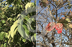 Healthy and infested trees