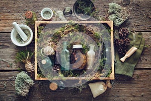 Healthy infusion and oil bottles, wooden box of healthy moss, lichen, moss, juniper, pine cones on wooden board.