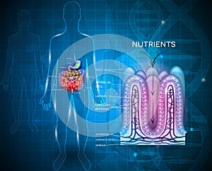 Healthy intestine villi