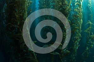 Healthy Kelp Forest photo