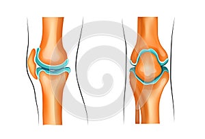 A healthy knee