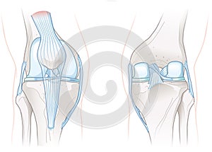 Healthy Knee Joint Anatomy. Illustration 2 photo