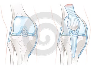 Healthy Knee Joint Anatomy. Illustration photo
