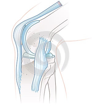 Healthy Knee Joint Anatomy. Medial View. Illustration photo