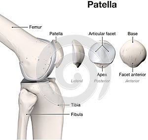 Healthy Knee Joint Anatomy. Patella. Labeled. 3D Illustration
