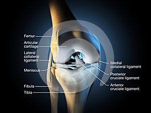 Healthy knee joint, labeled, 3D illustration