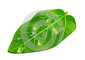 Healthy leaf