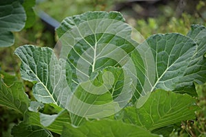 Leafy Collard Greens