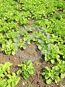 Healthy lettuce growing in the soil