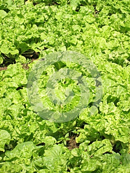 Healthy lettuce growing in the soil