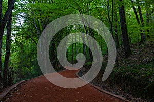 Healthy lifestyle concept photo. Jogging or hiking trail in the forest.