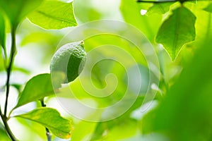 Healthy lime, lemon, citrus on a beautiful green tree branch full of leaves and bright sunlight as