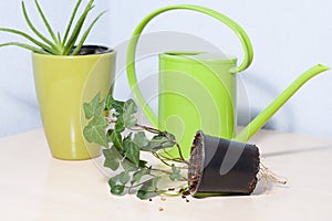 Healthy looking green potted plants