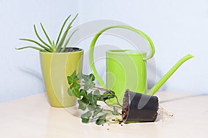 Healthy looking green potted plants