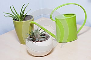 Healthy looking green potted plants