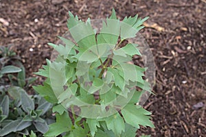 Healthy lovage in the garden