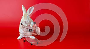 Healthy lovely bunny easter fluffy brown rabbits, Easter bunny rabbit with shopping cart on red background,