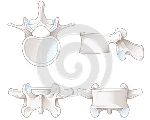 Healthy lumbar vertebrae. Different views. Labeled illustration