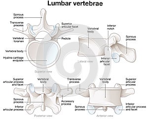 Healthy lumbar vertebrae. Different views. Labeled illustration