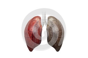 Healthy Lung and Smokers Lung on white background